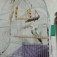 عروس هلندی نر سخنگو