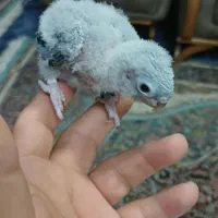 جوجه گرینچیک سرلاکی