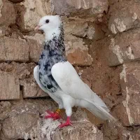 طوقی|پرنده|گنبد کاووس, |دیوار