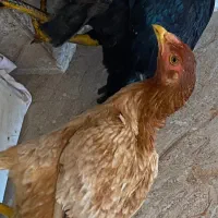مرغ لاری اصیل