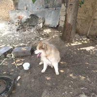 سگ‌‌هاسکی