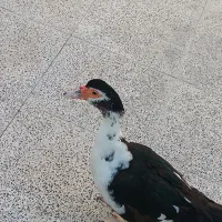 سیکا اردک روسی تخمگذار