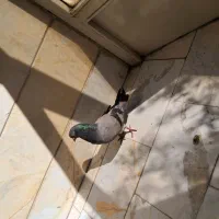 سبز|پرنده|تهران, شادآباد|دیوار