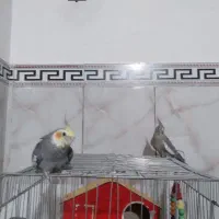 عروس هلندی نر و ماده
