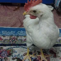 جوجه خروس