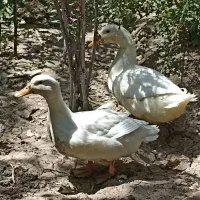 اردک