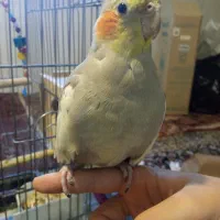 عروس هلندی گم شده