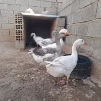 فروش سه عدد غاز دونه یی میلیون