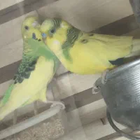 مرغ عشق زیبا نر ماده تخم گذار بدون قفس
