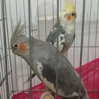 عروس هلندی مولد