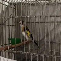 سره جوجه قفسی