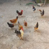 تعدادی مرغ وخروس