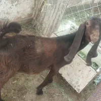 کهره نر  نژاد سه قلو