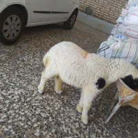 بره نر* هلو