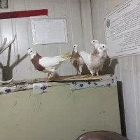 فروش ۴ عدد قوطی .