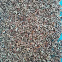 برگ زردالو وهسته