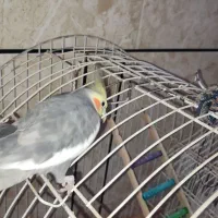 عروس هلندی برای  فروش