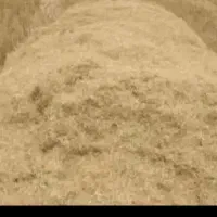 فروش کاه جو خشک و نرم