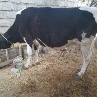 گاو با گوساله سیمنتال
