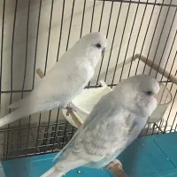 مرغ عشق انگلیسی مولد با دو جوجه