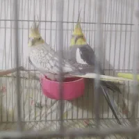 عروس هلندی مولد