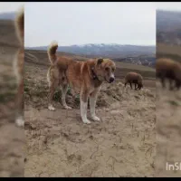 سگ گمشده