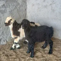 ۶عدد بره نر و دوکهره نر