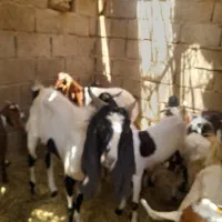 فروش کره نر پاکستانی