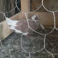 فروش کبوتر