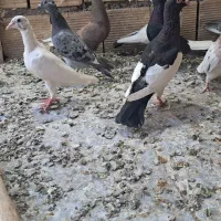 کبوتر دورگ و رنگی