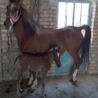 فروش مادیون 7 ساله به همراه کره دو ساله نریون