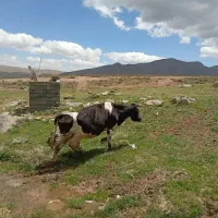 گاو هلشتاین