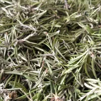 رز ماری تازه و معطر و مرغوب
