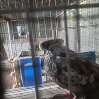 نوکقنار ماده گرگی کله پفکی