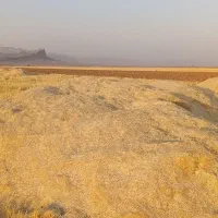 کاه گندم و جو