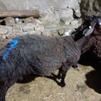 دام