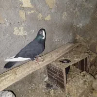 نقش پلاکی زاجر