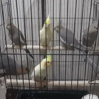 عروس پاریس
