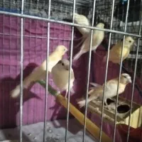 جوجه قناری نروماده