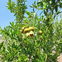 فروش-خانه-باغ-دنج-جهت-سکونت-و-تفریح-در-احمداباددفه