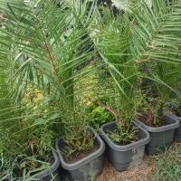 گل و گیاه طبیعی