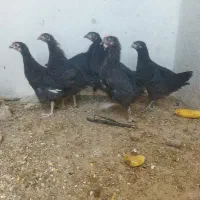مرغ خروس