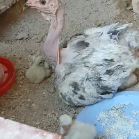 مرغ جوجه دار جوان لاری ماداگاسکار و تخم نطفه دار