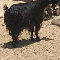 دوراس بز