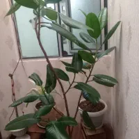 گل خیلی یبا برای منزل