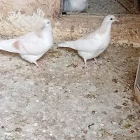 کبوتر