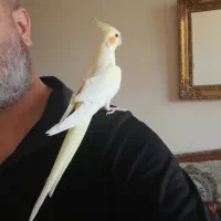 طوطی عروس هلندی اهلی