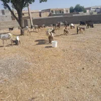 بزدوقلوزا