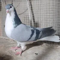 1عدد نر سینه دم پاک گچی