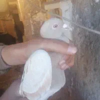 فروشی به عنوان کم گندمی